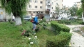 dezinsectie-5