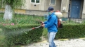 dezinsectie-7