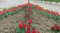 flori2011-21