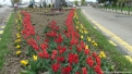 flori2011-25