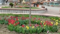 flori2011-28