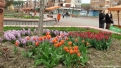 flori2011-29