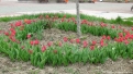 flori2011-33