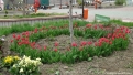 flori2011-34