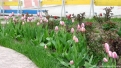 flori2011-35