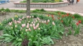 flori2011-36