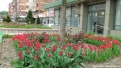 flori2011-39