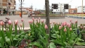 flori2011-58