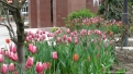 flori2011-61