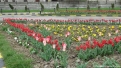 flori2011-8
